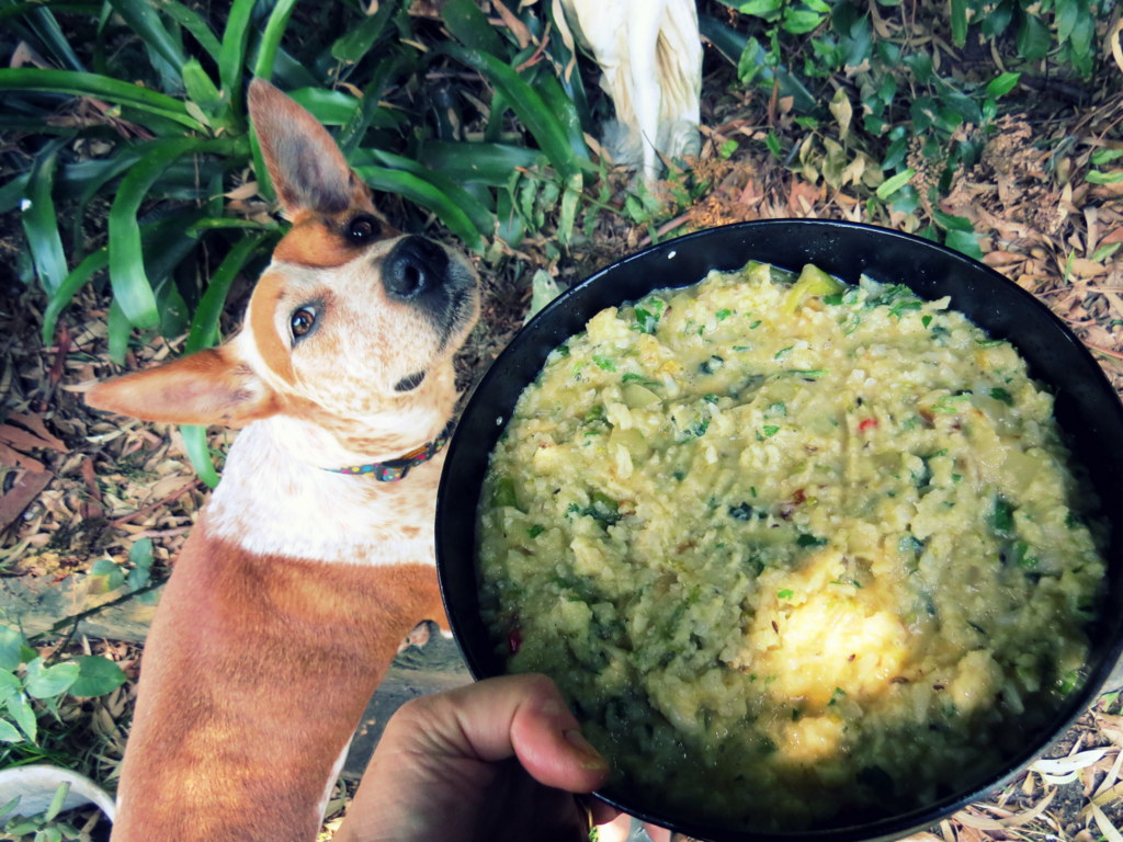 You know a vegetarian dish is good when the dog can't stay away!