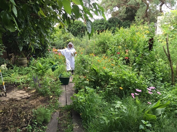 One of Dave's kids - we think it's Katy - going to the hives to get honey.