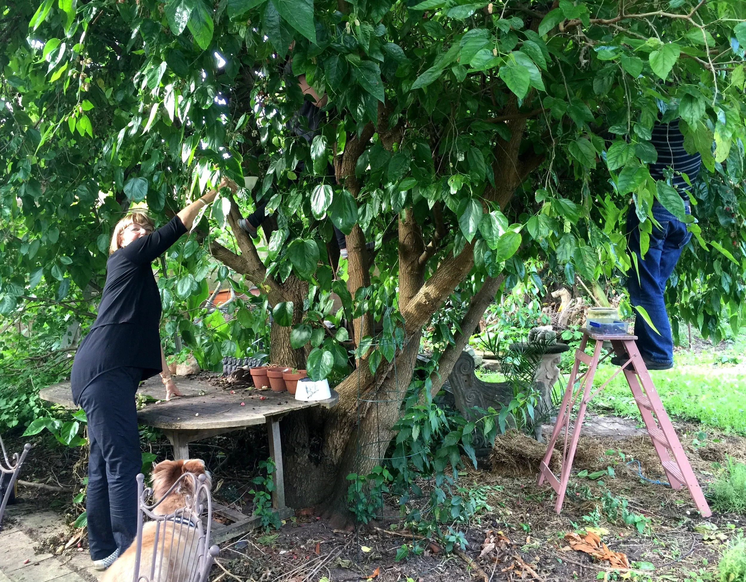 At harvest time, friends are roped in to pick Dave's fruit trees