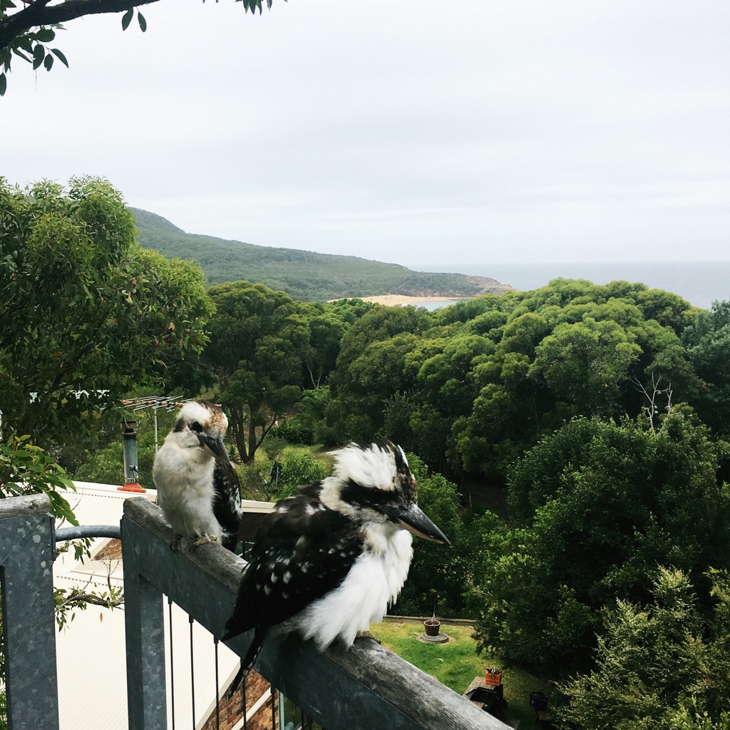 Kookas return. Wonder if they missed us as much as we missed them?