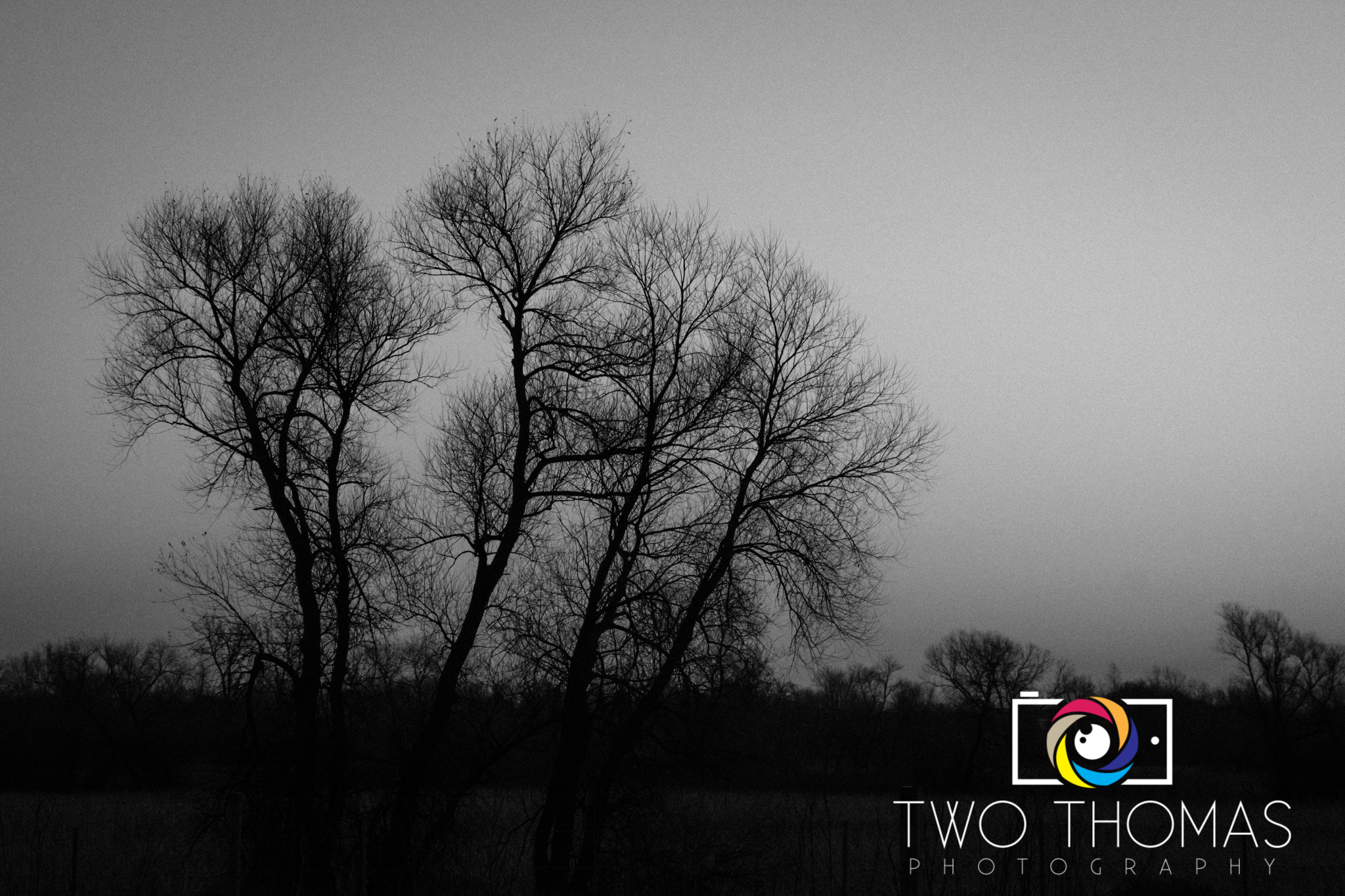 Winter trees in Chicago.