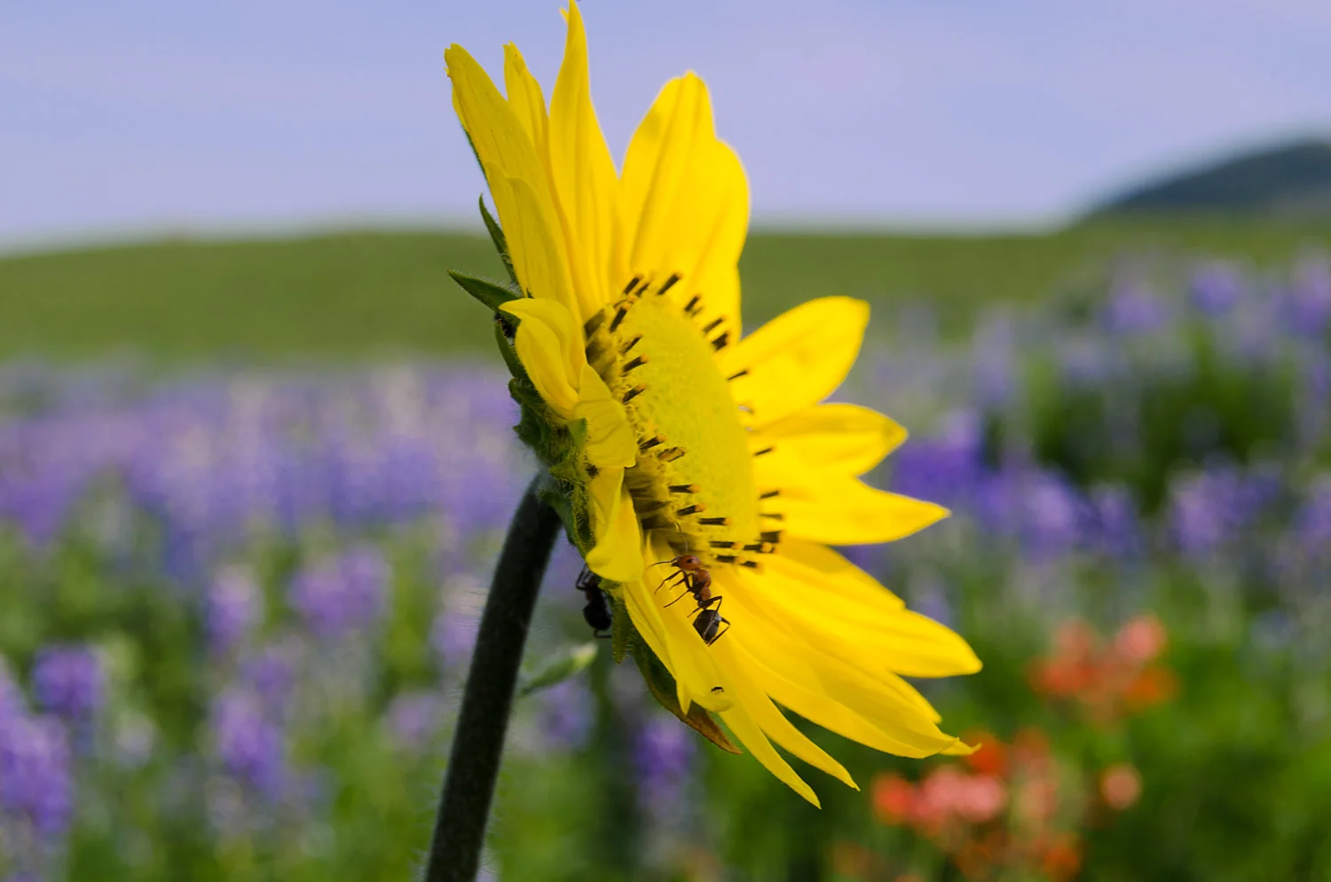 Ants sunflower.jpg