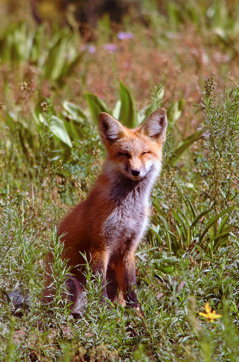 Fox grown.jpg
