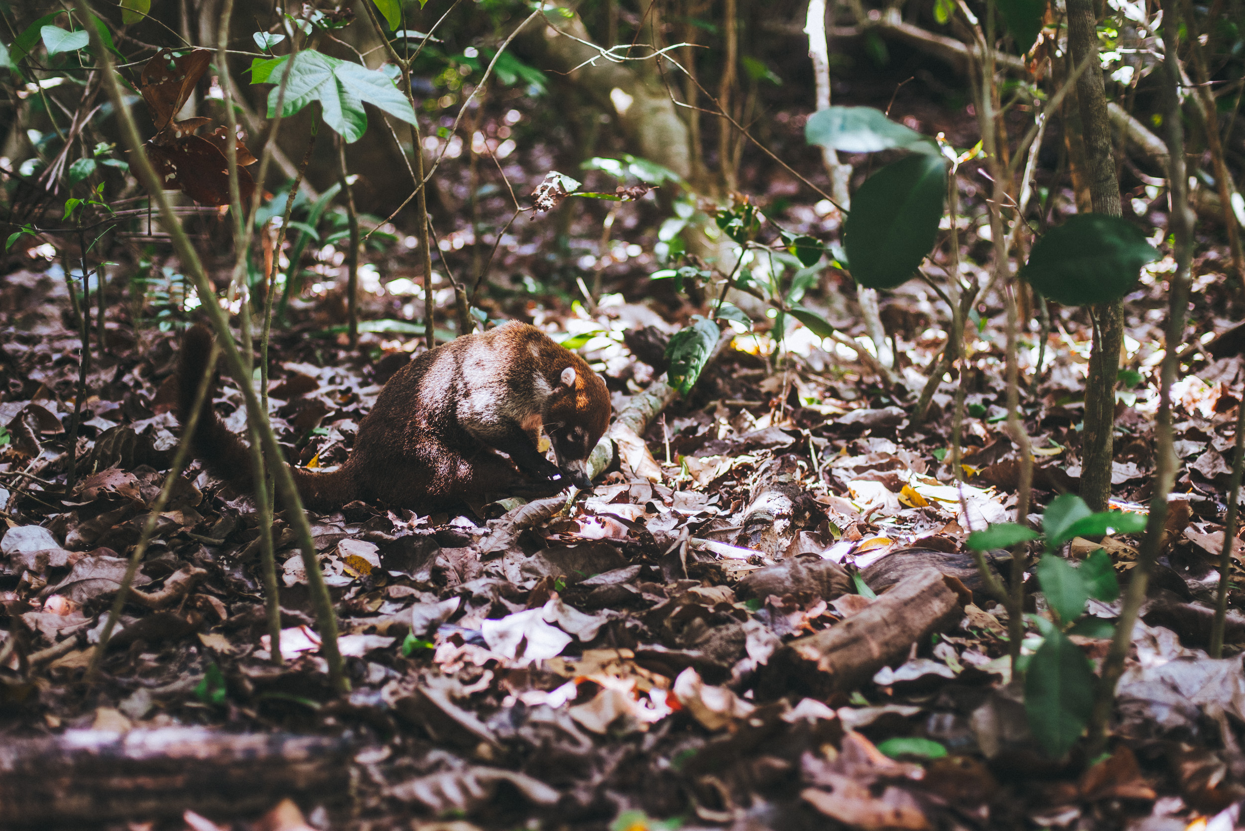 DSC_4231.jpg