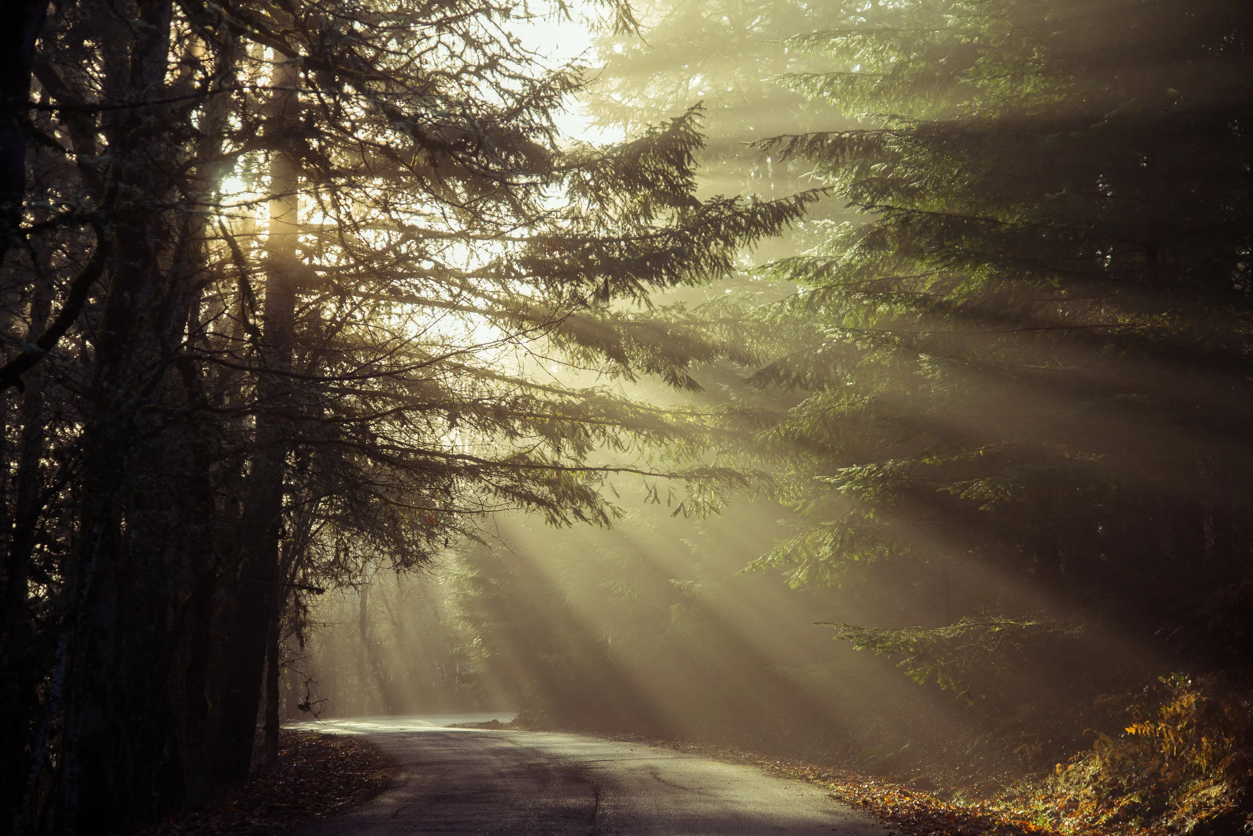 Sun Beams.jpg