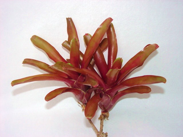 Neoregelia Fireball