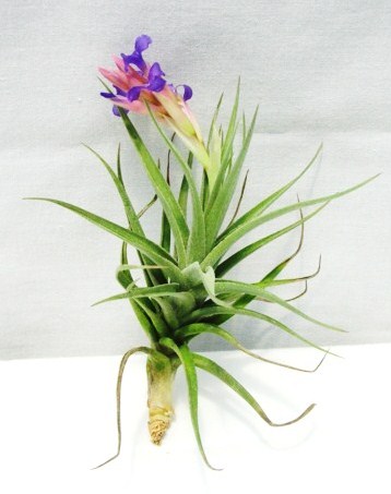 Tillandsia aeranthos
