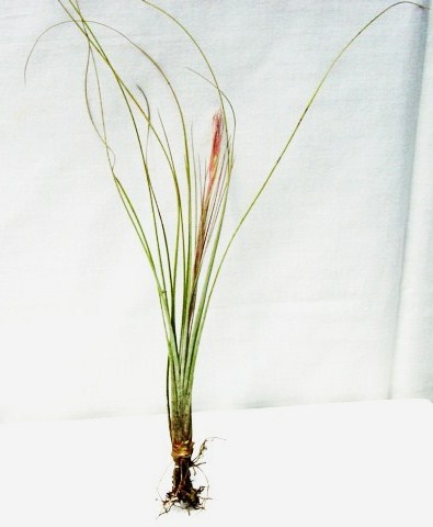 Tillandsia bartramii (Florida)