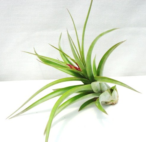 Tillandsia brachycaulos hybrid