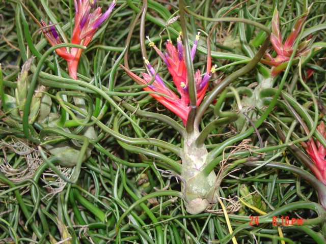 Tillandsia bulbosa group