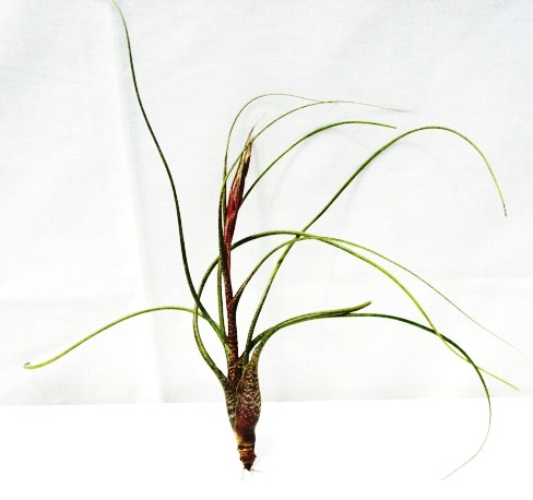 Tillandsia butzii