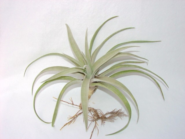 Tillandsia capitata grey
