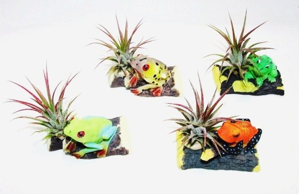 #298 Mini Rainforest Frogs