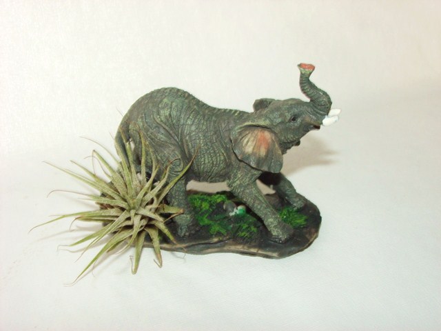 #340 Elephant
