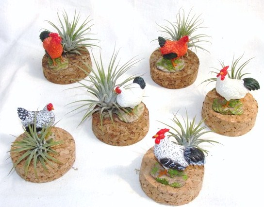 #342 Hens and Roosters