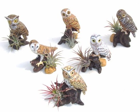 #374 Owls