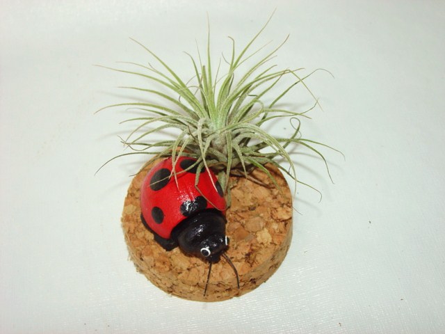 #409 Bobble-Head Ladybug