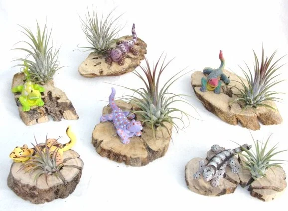 #424 Bobble head lizards