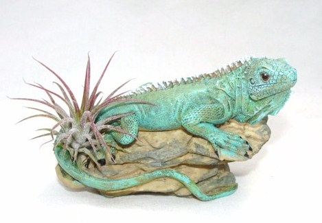 #431 4 inch iguana