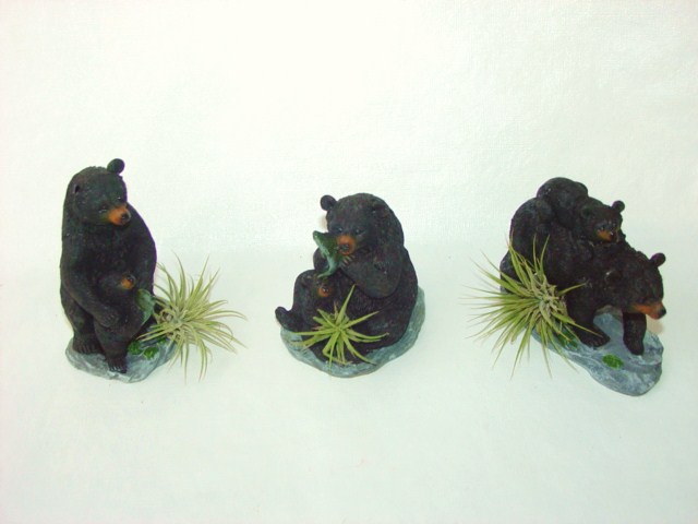 #436 lg Black Bear