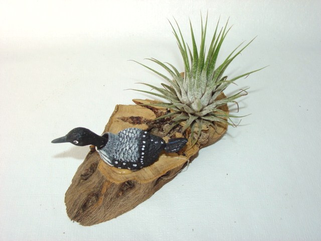 #467 Bobble-Head loon