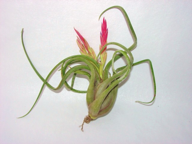 Tillandsia caput-medusa 