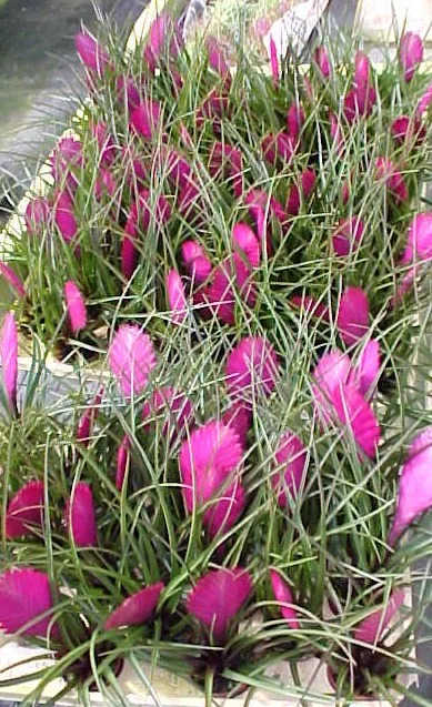 Tillandsia cyanea group