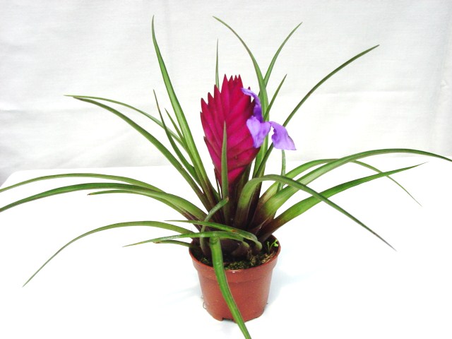 Tillandsia cyanea