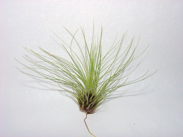 Tillandsia filifolia
