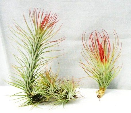 Tillandsia funkiana (L), Tillandsia andreana (R)