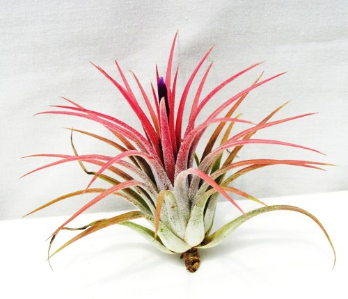 Tillandsia ionantha 