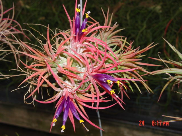 Tillandsia ionantha cluster