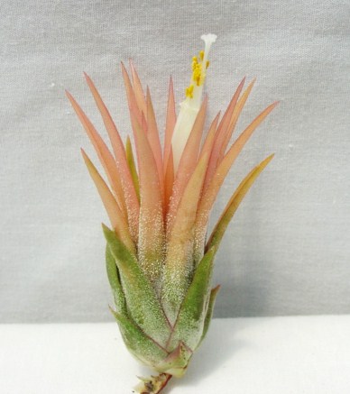 Tillandsia ionantha Druid