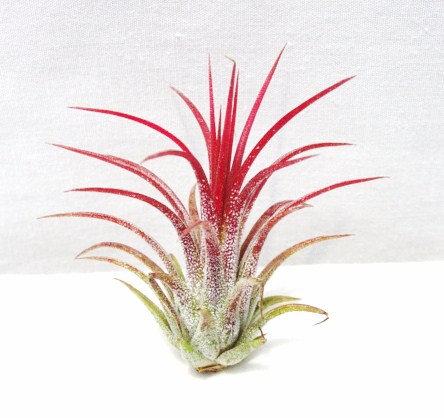 Tillandsia ionantha fuego