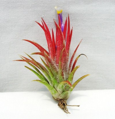 Tillandsia ionantha Mexican