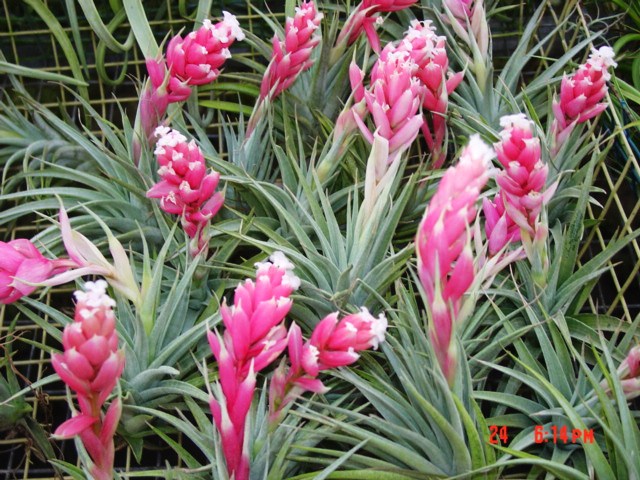 Tillandsia meridionalis group