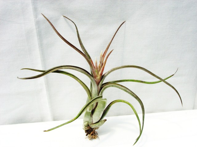 Tillandsia paucifolia (Mexico)