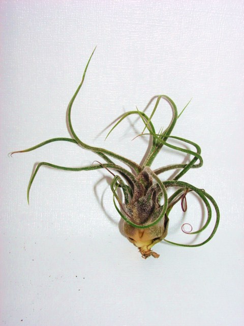 Tillandsia pruinosa