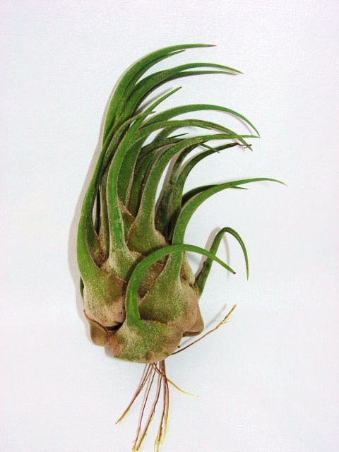 Tillandsia seleriana