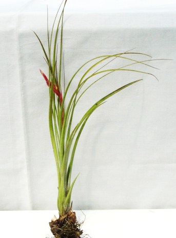 Tillandsia simulata (Florida)