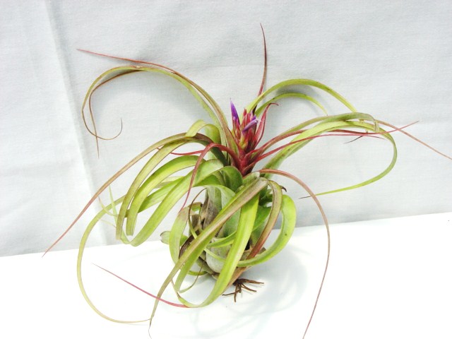 Tillandsia streptophylla hybrid