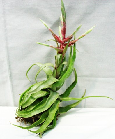 Tillandsia streptophylla
