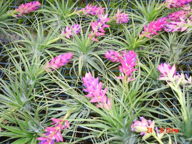 Tillandsia stricta group
