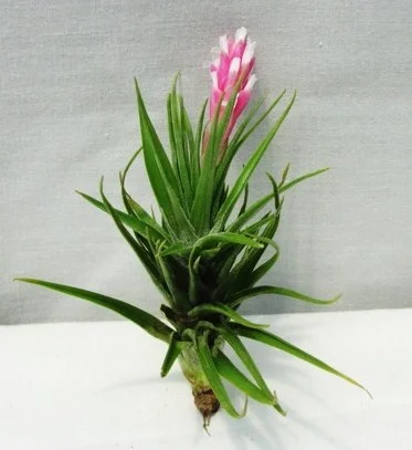 Tillandsia tenuifolia Emerald Forest