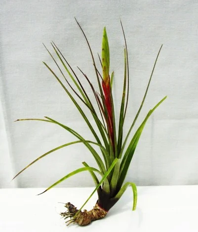 Tillandsia tricolor