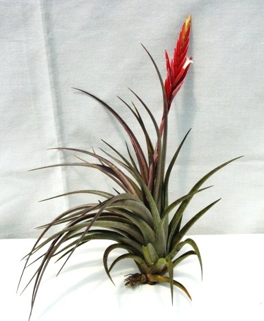 Tillandsia vernicosa