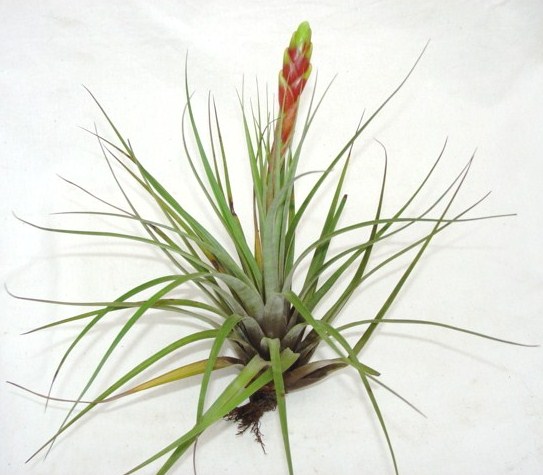 Tillandsia fasciculata
