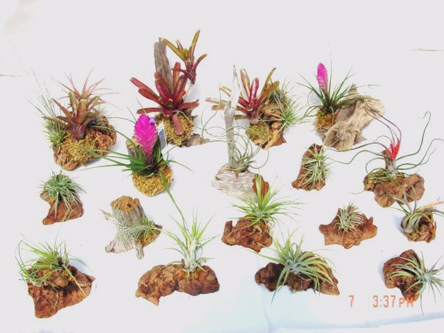 Typical mounted Group assortment 