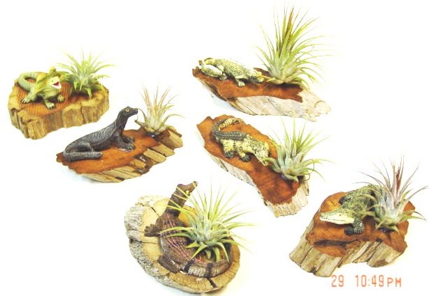 #252 Lizards & Alligators
