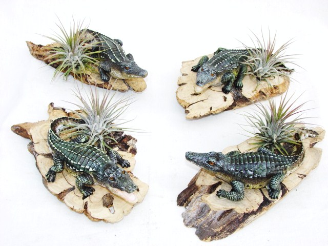#417 Lg Crocodiles
